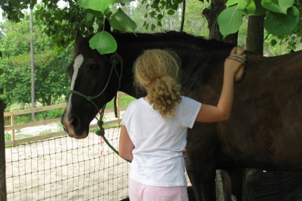 a person petting a horse in front of a fence
