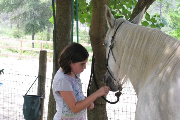 a person petting a horse