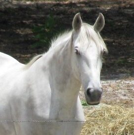 a horse standing on top of a grass covered field