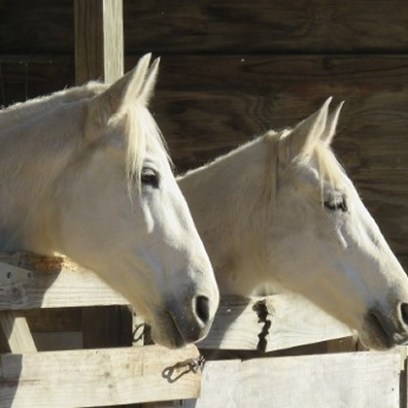 a horse standing on top of a wooden fence