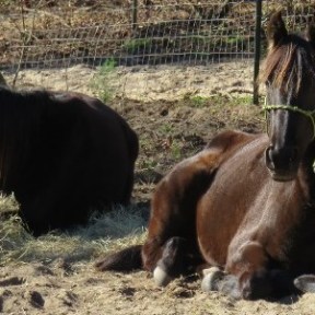 a horse that is lying down on a pile of hay