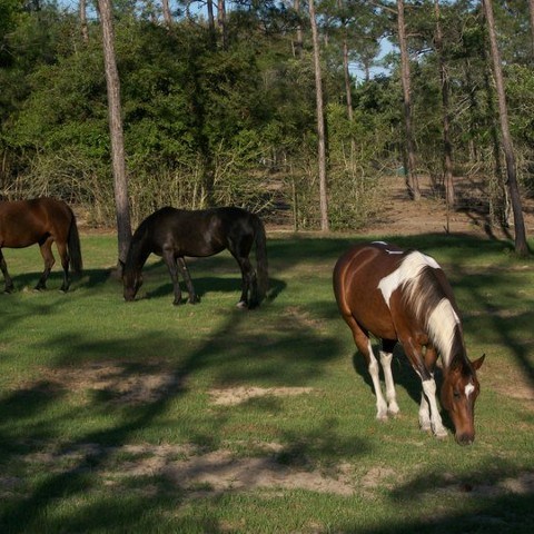 a brown horse grazing on a lush green field