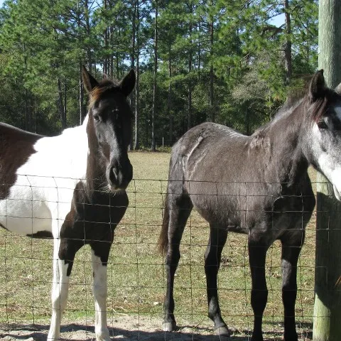 a brown horse standing next to a wire fence