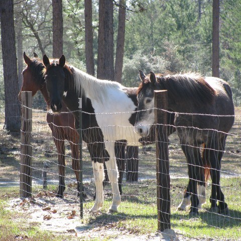 a brown horse standing next to a wire fence