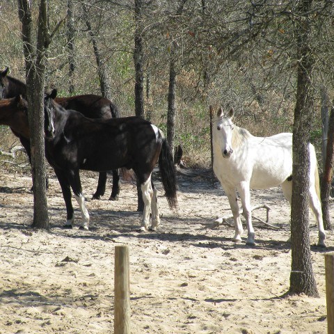 a group of cattle standing on top of a dirt field