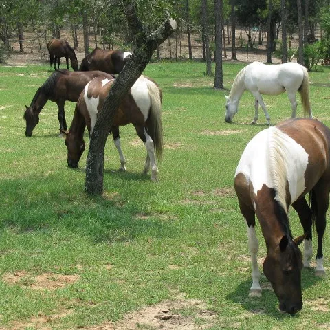 a brown horse grazing in a field