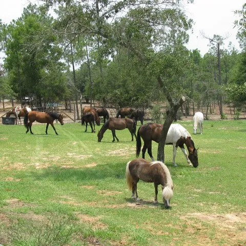 a herd of cattle grazing on a lush green field