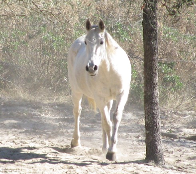 a brown horse standing next to a forest