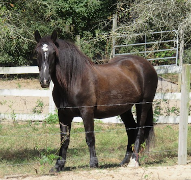 a brown horse standing next to a wire fence