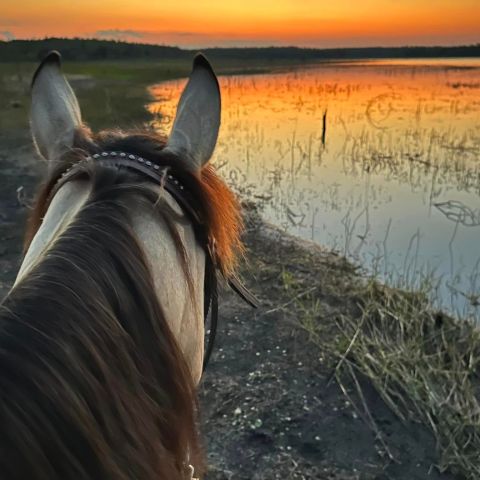 a close up of a horse