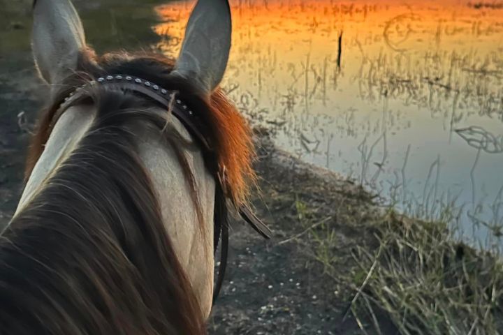 a close up of a horse