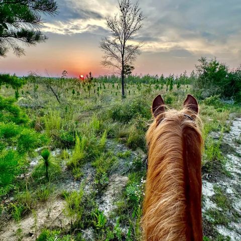 a tree next to a body of water