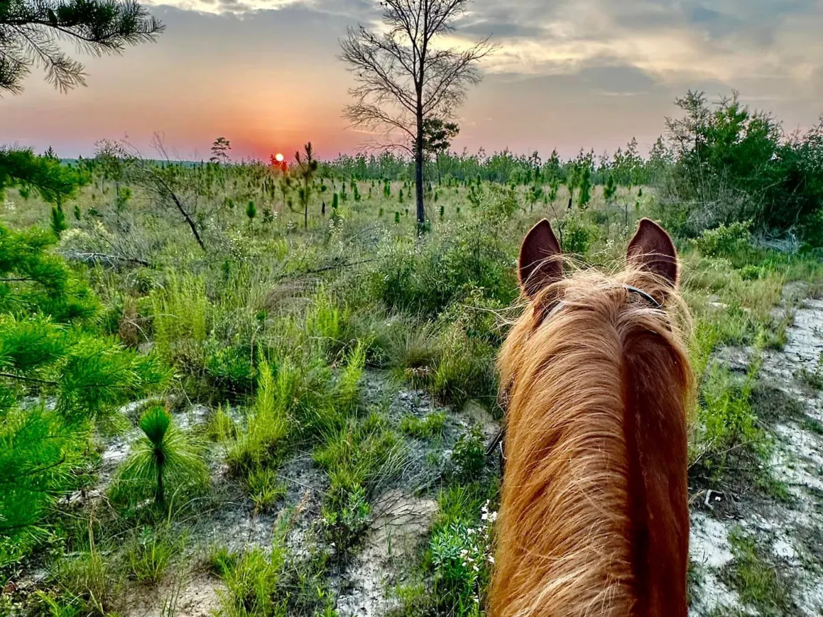 Sunshine Riding Trails 3 a tree next to a body of water