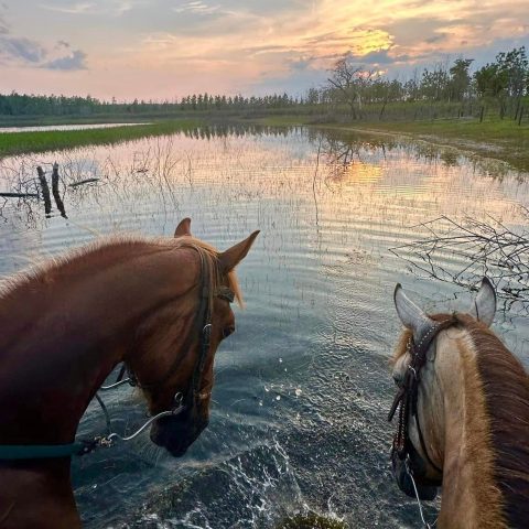 a brown horse standing next to a body of water