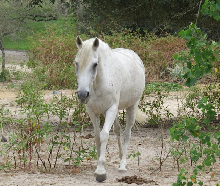 a horse standing on top of a dirt field