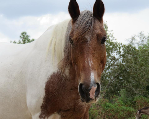 a brown horse standing next to a cow