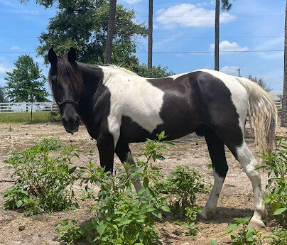 a horse standing on top of a dirt field