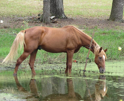 a horse that is standing in the grass