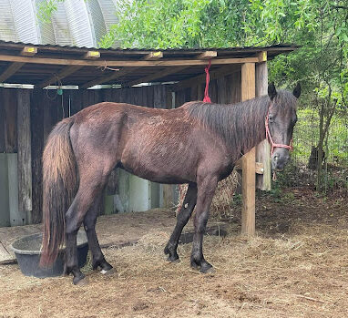 a brown horse standing in the dirt