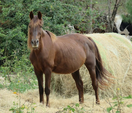 a brown horse standing next to a forest