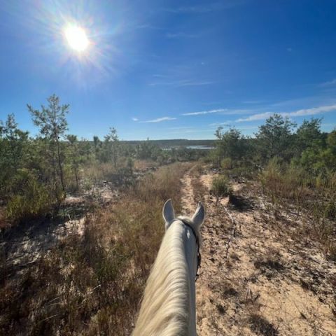 a path with trees on the side of a dirt field