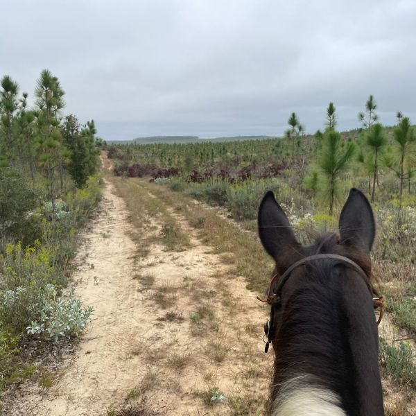 a horse standing on top of a dirt field