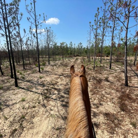 a tree in the middle of a dirt field