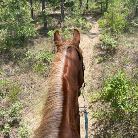a large brown elephant standing in a forest
