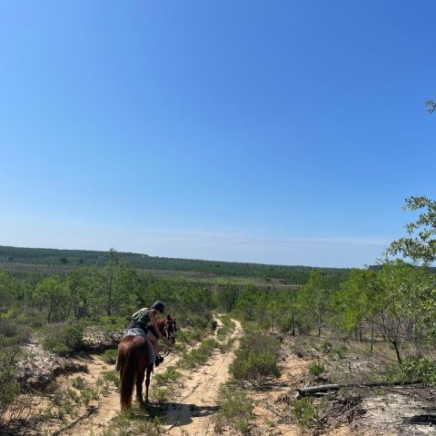 a person riding a horse in a field