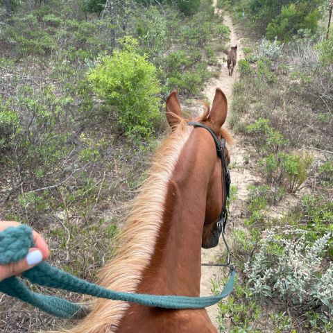 a brown horse standing next to a tree