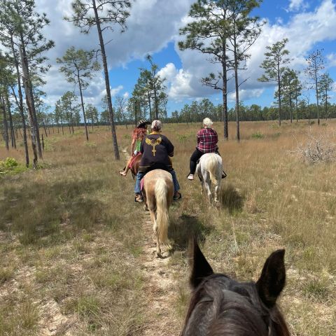 a dog standing on top of a dirt field