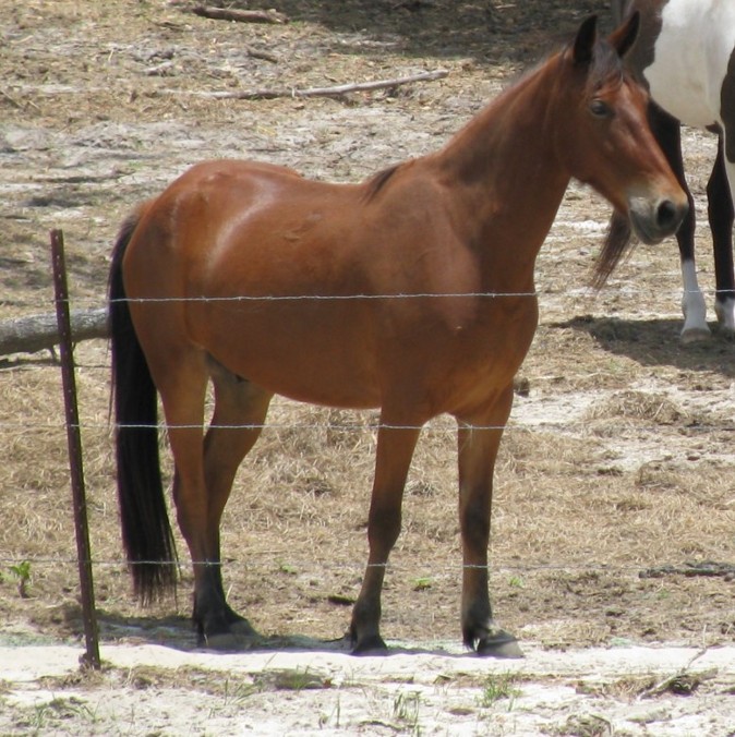 a brown horse standing on top of a dirt field